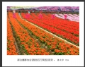 “春游百万葵园”摄影作品欣赏(4)_在线影展的作品