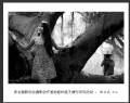 新会摄影协会摄影创作基地睦州莲子塘村采风活动作品欣赏(52)_在线影展的作品