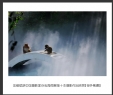 岑锡斌获中国摄影家杂志海南猴岛十杰摄影作品欣赏(5)_在线影展的作品