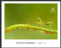 赵国炎“昆虫记系列之[螳螂故事]”微距摄影作品欣赏(15)_在线影展的作品