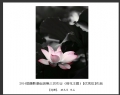 2014届摄影基础班第三次作业（荷花题材）获奖作品欣赏(5)_在线影展的作品