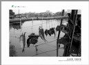 “葵乡”摄影作品展作品欣赏(56)_在线影展的作品
