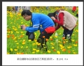 “春游百万葵园”摄影作品欣赏(16)_在线影展的作品