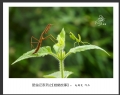 赵国炎“昆虫记系列之[螳螂故事]”微距摄影作品欣赏(14)_在线影展的作品