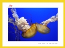 红丝带——关爱、支持与奉献”公益摄影展作品欣赏(5)_在线影展的作品