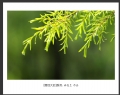 林惠兰 作品(7)_林惠兰的作品