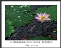 2014届摄影基础班第三次作业（荷花题材）获奖作品欣赏(7)_在线影展的作品