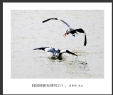 夏章烈“银湖湾候鸟”系列摄影作品欣赏(15)_在线影展的作品