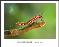 赵国炎“昆虫记”微距摄影作品欣赏(8)_在线影展的作品