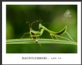赵国炎“昆虫记系列之[螳螂故事]”微距摄影作品欣赏(12)_在线影展的作品