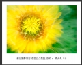 “春游百万葵园”摄影作品欣赏(62)_在线影展的作品