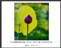 2014届摄影基础班第三次作业（荷花题材）获奖作品欣赏(8)_在线影展的作品
