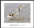 夏章烈“银湖湾候鸟”系列摄影作品欣赏(14)_在线影展的作品
