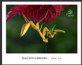 赵国炎“昆虫记系列之[螳螂故事]”微距摄影作品欣赏(11)_在线影展的作品