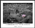 2014届摄影基础班第三次作业（荷花题材）获奖作品欣赏(9)_在线影展的作品