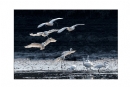 李样尊《银湖鸟影》摄影作品欣赏(4)_在线影展的作品