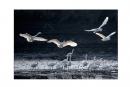 李样尊《银湖鸟影》摄影作品欣赏(6)_在线影展的作品