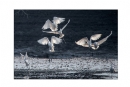李样尊《银湖鸟影》摄影作品欣赏(8)_在线影展的作品