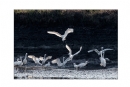 李样尊《银湖鸟影》摄影作品欣赏(18)_在线影展的作品