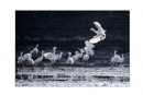 李样尊《银湖鸟影》摄影作品欣赏(20)_在线影展的作品
