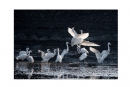 李样尊《银湖鸟影》摄影作品欣赏(24)_在线影展的作品