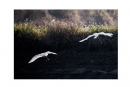 李样尊《银湖鸟影》摄影作品欣赏(27)_在线影展的作品