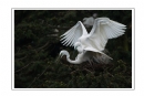 夏章烈《鹭之影》摄影作品欣赏(22)_在线影展的作品