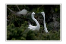 夏章烈《鹭之影》摄影作品欣赏(27)_在线影展的作品