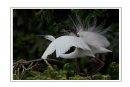 夏章烈《鹭之影》摄影作品欣赏(28)_在线影展的作品