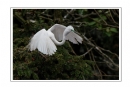 夏章烈《鹭之影》摄影作品欣赏(11)_在线影展的作品