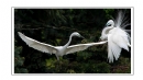 夏章烈《鹭之影》摄影作品欣赏(15)_在线影展的作品