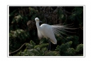 夏章烈《鹭之影》摄影作品欣赏(7)_在线影展的作品