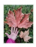 邝昭明《加拿大游记--枫叶的灿烂》摄影作品欣赏(5)_在线影展的作品