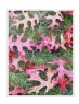 邝昭明《加拿大游记--枫叶的灿烂》摄影作品欣赏(6)_在线影展的作品