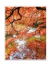 邝昭明《加拿大游记--枫叶的灿烂》摄影作品欣赏(9)_在线影展的作品