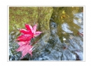 邝昭明《加拿大游记--枫叶的灿烂》摄影作品欣赏(21)_在线影展的作品