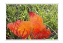 邝昭明《加拿大游记--枫叶的灿烂》摄影作品欣赏(23)_在线影展的作品