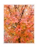 邝昭明《加拿大游记--枫叶的灿烂》摄影作品欣赏(14)_在线影展的作品