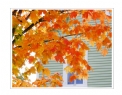 邝昭明《加拿大游记--枫叶的灿烂》摄影作品欣赏(24)_在线影展的作品